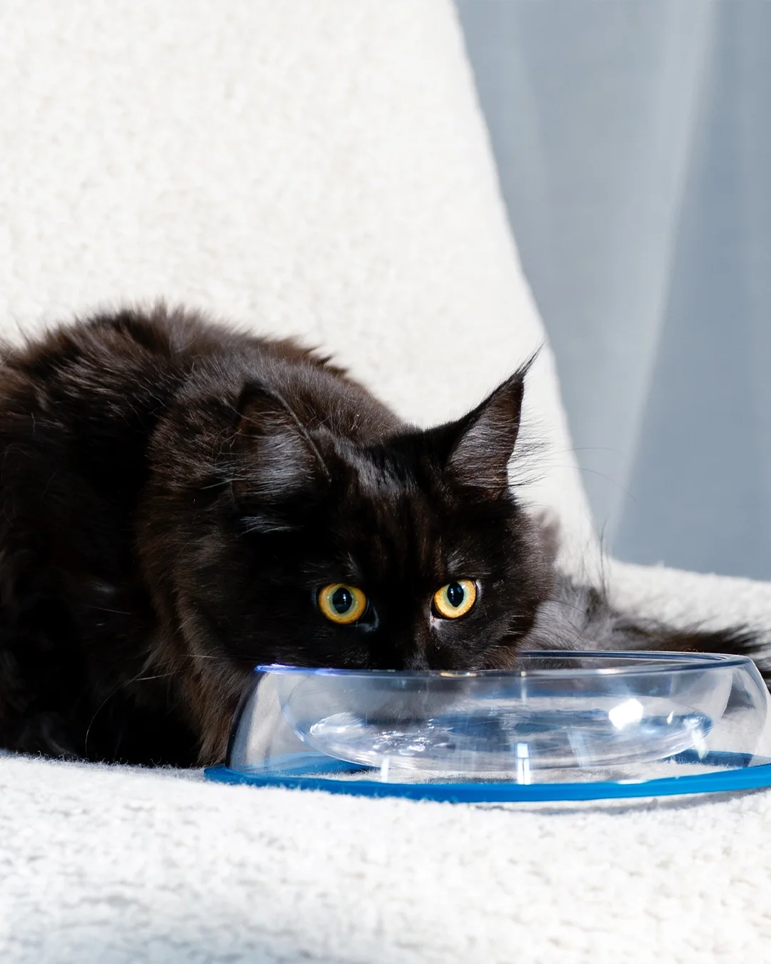 A black cat having a drink from a MOLECULE bowl at home